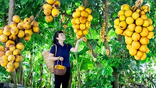 harvest Langsat fruit goes To Market Sell  Harvesting and Cooking Tieu Vy Daily Life [upl. by Brindell]