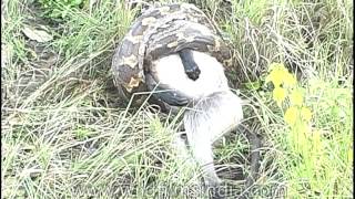 Wild monster Indian rock python swallowing langur [upl. by Aihc752]