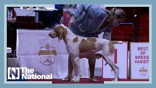 Meet the newest US dog breed the Bracco Italiano [upl. by Gnouhk995]