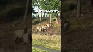 Elk Herd in Puyallup shorts wild wildanimals wildlifeanimals new shortfeed [upl. by Adelaida658]