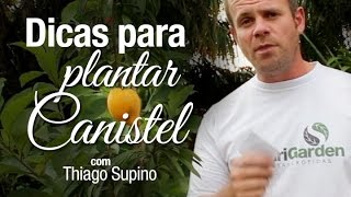 Dicas para cultivar Canistel ou Sapota Amarela [upl. by Faina358]