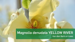 Magnolia denudata YELLOW RIVER  Van den Berk on Trees [upl. by Napoleon]