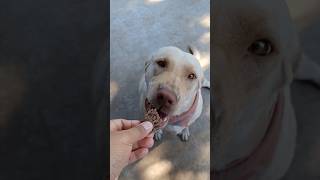 LABRADOR RETRIEVER PUPPY TRIES SOME HAMBURGER MEAT youtubeshorts shorts [upl. by Yttig887]