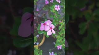 Peaceful Love 💞🥀🌻 remix producer edm beat music nature shortvideo flowers ytshorts [upl. by Clare299]