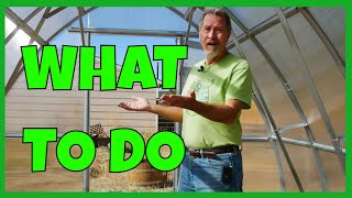 How to Use A Greenhouse [upl. by Acinoryt]