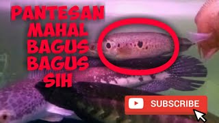 Ini Dia 10 Jenis Ikan Gabus hias termahal [upl. by Hesther412]