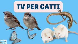 TV Per Gatti  ⭐ 1 ORA ⭐ di Uccellini Topolini Scoiattoli Lucertole Insetti e Farfalle 🐭🦎🐿️ [upl. by Godliman]