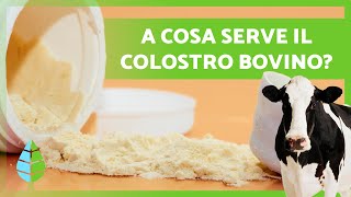 12 BENEFICI del COLOSTRO BOVINO 🥛🐮 A cosa serve e come assumerlo [upl. by Illah]