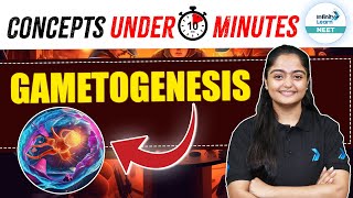 Understanding GAMETOGENESIS in Human Reproduction in 10 Minutes  NEET 2025  Class 12 Zoology [upl. by Fricke436]