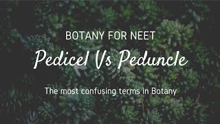 Pedicel Vs Peduncle The most confusing terms in Botany [upl. by Jerrie]