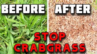 Before killing CRABGRASSWatch THIS  How to FINALLY get rid of CRABGRASS [upl. by Dallman]