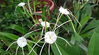 Spider lily plant fertilizer bulbus plantrainy plant how to care and grow spider lily plant [upl. by Olsson]