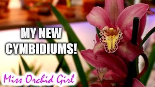 New Cymbidium Orchids to collection [upl. by Izzy404]