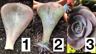 How to Propagate Succulents from Leaves [upl. by Aenea]