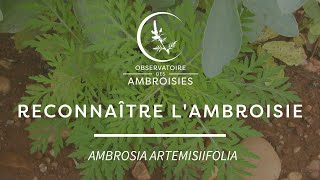 Reconnaître lAmbroisie à feuilles darmoise [upl. by Davidde]