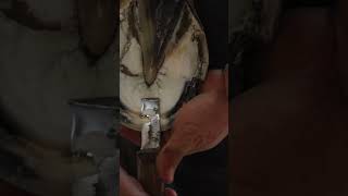 Farrier Hoof Restoration  Full Video on the Channel shorts farrier satisfying asmr [upl. by Adianes]