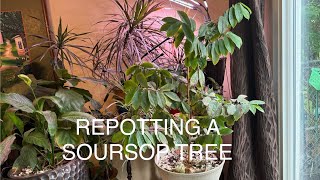 Container Planting SourSop urbangardening gardening growyourownfood [upl. by Michaud]