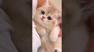 The little kittens roar💕😻 cute kitten cat meow [upl. by Mars280]