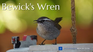 Bewicks wren guarding a nest [upl. by Nesilla]