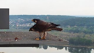 Lądowanie prawie synchroniczne Szkwał Wincent 7 10 2024 sokoły wędrowne gniazdo [upl. by Cornelia]