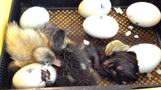 Watch baby duckling hatch [upl. by Tresa]