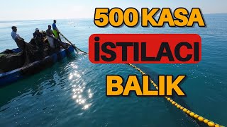 Bu Balık Türü Ülkemizde Yeni Görünmeye Başladı İSTİLACI [upl. by Eiralav]