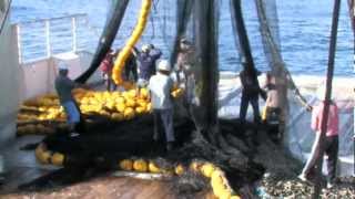 Purse Seine Fishing [upl. by Wilkison]