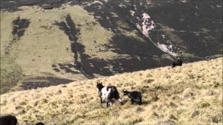 Wild Goats Of The Cheviot Hills Northumberland [upl. by Dyolf]