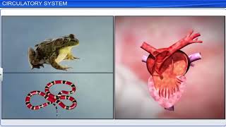 CBSE Class 11 Biology  Body Fluids and Circulation  Full Chapter  By Shiksha House [upl. by Rosella617]