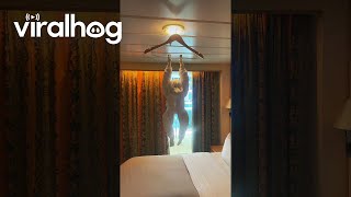 Cruise Ship Housekeeper Makes a Towel Monkey For Guests  ViralHog [upl. by Marsiella]