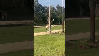 Warning Watching Giraffes may cause neck envy 🦒 shorts australia animals australiazoo [upl. by Lehrer]