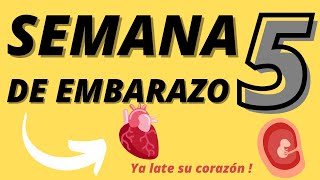 Semana 5 EMBARAZO síntomas Segundo mes SEMANA a SEMANA [upl. by Zil]