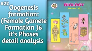 Oogenesis Explained Female Gamete Formation amp Phases l formation of Oogenesis l Oogenesis process [upl. by Marcille]