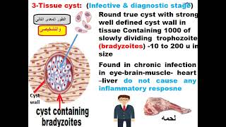 Parasitology ASU Blood module Toxoplasma 1 Dr Khaled Habib [upl. by Tarsuss]