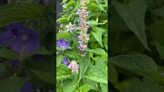 방아잎 배초향 방앳잎 agastache rugosa food ingredient [upl. by Aeki896]