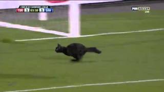 El gato negro futbolero Romario´s cat [upl. by Llerrahs986]