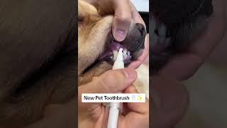 Easy Pet Teeth Cleaning Get the Pet Toothbrush for Fresh Breath amp Healthy SmilePawPalPetsPetCare [upl. by Ellersick]