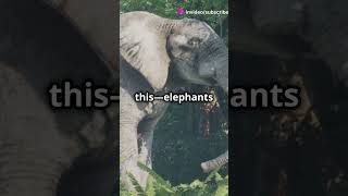 Shocking Discoveries African Elephants Revealed [upl. by Aydidey325]