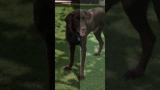 Dogs Barking Sound Compilation See How Your Dog RESPOND shorts [upl. by Cir]