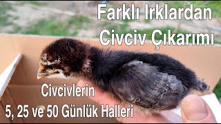 KULUÃ‡KADAN TÄ°NTED CORAL ATAK VB FARKLI IRKLARDAN CÄ°VCÄ°VLER Ã‡IKARTTIM 5 25 ve 50 GÃœNLÃœK HALLERÄ° [upl. by Icaj508]