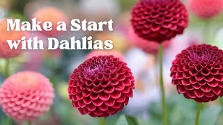 From tubers to blooms How to start growing dahlias [upl. by Elamaj441]