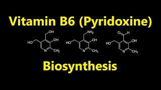 Vitamin B6 Pyridoxine Biosynthesis [upl. by Donoho]