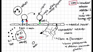 SİTOKİNLER 2 immünoloji konu anlatımı [upl. by Negrom441]