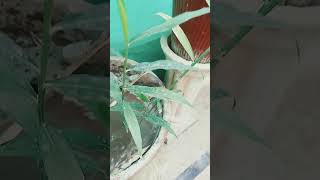 Adrak ke lagane ka tarika plants food gardening viralvideo fruit planting viralnow l [upl. by Lacagnia]