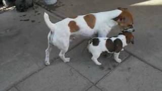 Short Jack Russells  More of All Luvs puppies  6 weeks [upl. by Hpesoj253]