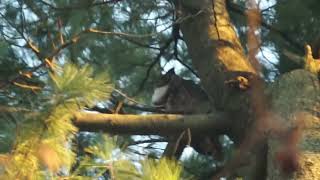 Great horned Owls new place  High Park Toronto [upl. by Cornell]