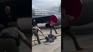 Huge alligator scuffles with wranglers on Air Force tarmac Shorts [upl. by Solahcin209]