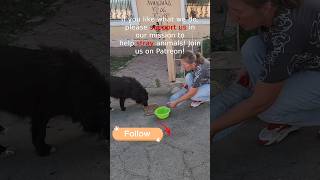 Lovely Stray Dog Just Enjoys Being Petted by Human straydogs dog hungrydog streetdog [upl. by Krispin]