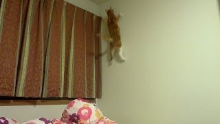 虫を見つけた猫の特大ジャンプ  the cat finds the insect and jumps high [upl. by Horlacher]