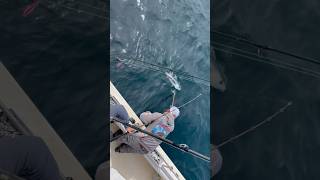 Albacore On Deck youtubeshort albacore tuna [upl. by Kcirdor35]